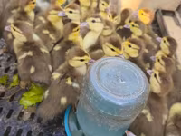 Ducks — عکس 1