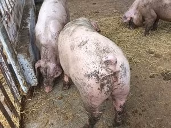 ஆண் பன்றி, Крупная белая