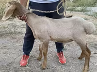 የጎትት አውራ በግ, Arashan sheep — ፎቶ 4