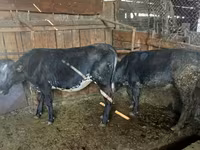 Mucca, Blu Belga — foto 1