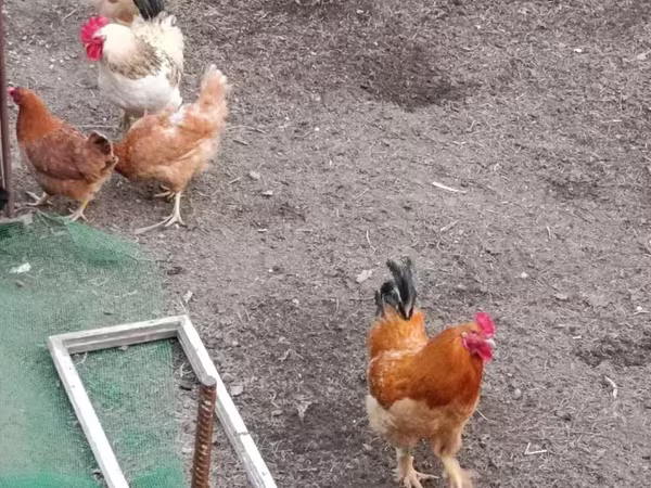 Chickens — Armenia