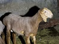 Ovan, Arashan sheep — fotografija 1