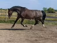 Kůň, Dutch warmblood horse — foto 1