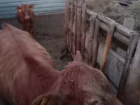 Mucca, Aberdeen Angus — foto 6