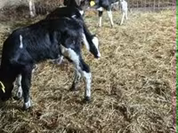 วัวตัวผู้, Russian Black pied cattle — รูปภาพ 1
