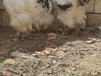 براهما — عکس 8