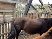 Cavalla, Horse breed — foto 5