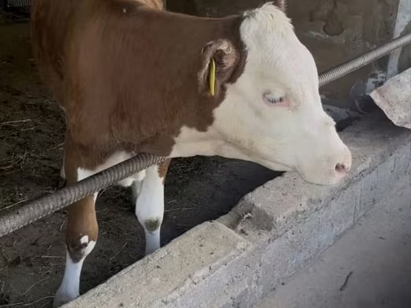 雄牛, Simmental cattle — ウズベキスタン