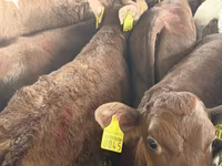 Lembu ternakan (lot, jantina tidak dinyatakan), Cattle — foto 5