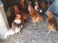 Chickens — φωτογραφία 1