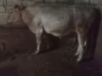 Lembu jantan, Cattle — foto 7