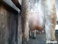 Kuh, Jersey-Rasse — Foto 6