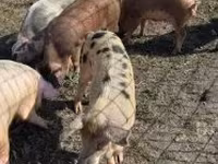 Cinghiale, Maiali — foto 5