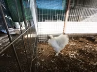Silkie — foto 3