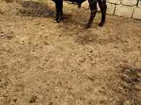 Vacă, Bovine — foto 2