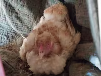 Chickens — foto 3