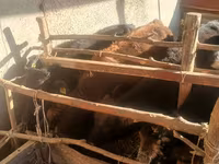 Կով, Խոշոր եղջերավոր — լուսանկար 2