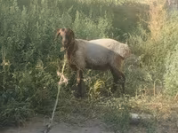 Wad, Sheep — sawirka 5