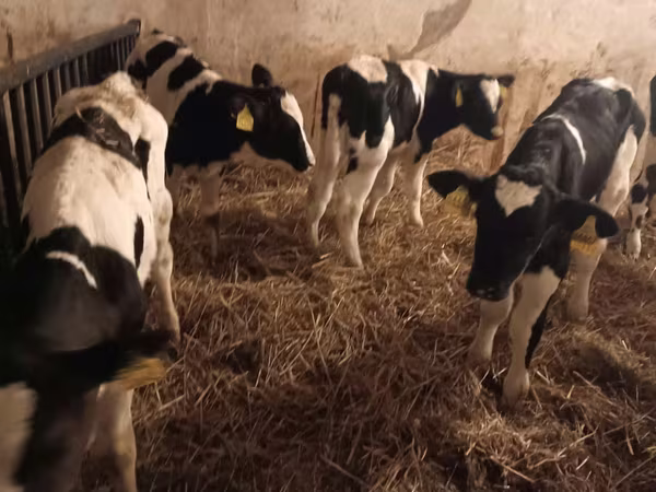 Bull, Russian Black pied cattle