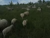 मेढ़ा, Merino sheep — फ़ोटो 1