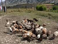 Turkeys — fotografija 1