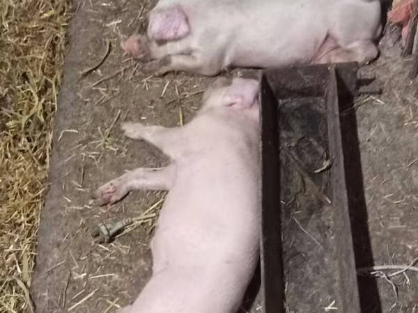 Porci (lot, sex nespecificat),  — Kârgâzstan