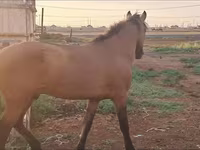 ม้าตัวเมีย, Mugalzhar horse — รูปภาพ 1