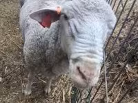 Berbec, Merino sheep — foto 3