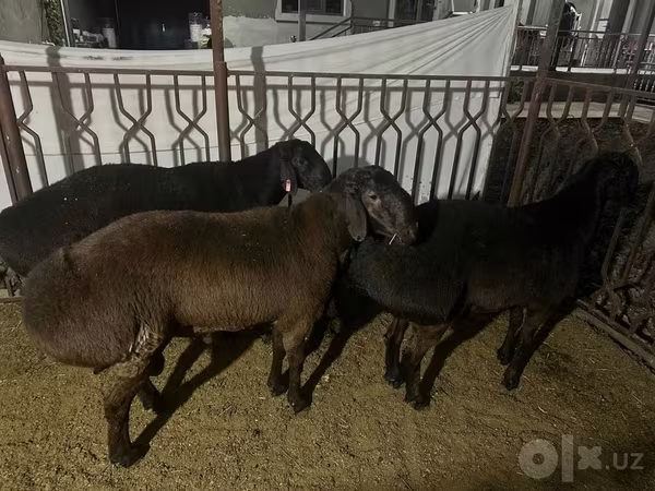 قوچ, Rhon sheep