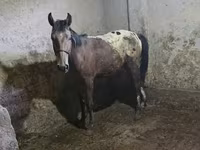 Hoppe, Appaloosa — foto 1