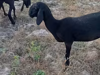 Ovce, Arashan sheep — foto 1