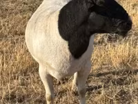 Dume la kondoo, Dorper sheep — picha 3