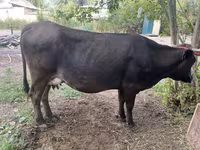 วัวตัวเมีย, Swiss cattle — รูปภาพ 2