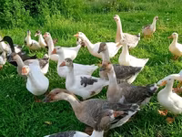 Geese — عکس 1