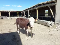 Ko, Simmental cattle — foto 4