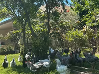 Chickens — foto 2