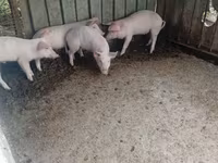 Boar, Pigs — photo 2