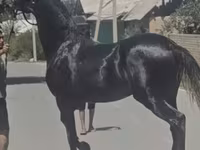 Koń, Friesian sport horse — zdjęcie 6