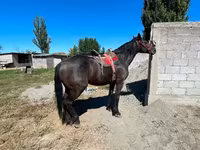Kůň, Karabair horse — foto 4