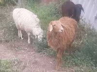 قوچ, گوسفند — عکس 1