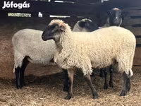 قوچ, Tsigai sheep — عکس 3