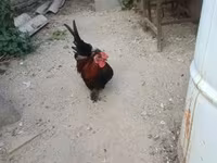 Chickens — عکس 2