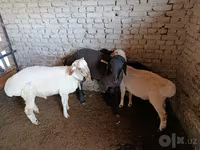 قوچ, گوسفند — عکس 5