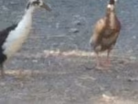 Ducks — Foto 4
