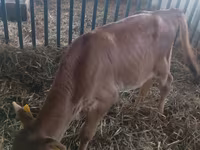 Bou, Bovine — foto 2