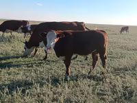 Stier, Simmental cattle — foto 4