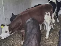 گاو ماده, Simmental cattle — عکس 2