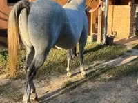 Pastuv, Lipizzaner — fotografija 3