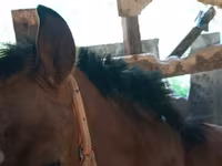 घोड़ी, Thoroughbred horse — फ़ोटो 3