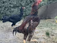 Shamo — zdjęcie 7
